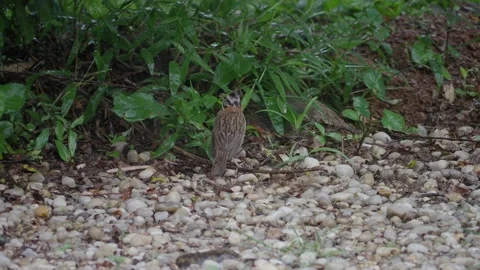 Bird foraging during rain Video stock 171380196