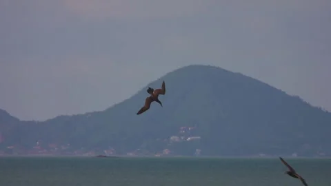 Bird Foraging Fish Plunge-Dive into Sea Water Stock Footage 178498668