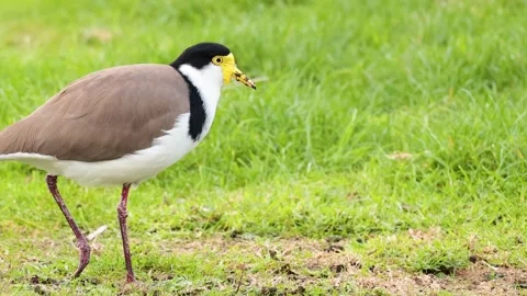 Bird Foraging on Grass Vídeo Stock 289164749
