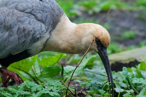 Bird Foraging in Greenery Stock Photos
