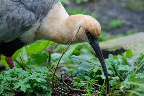 Bird Foraging in Greenery Stock Photos