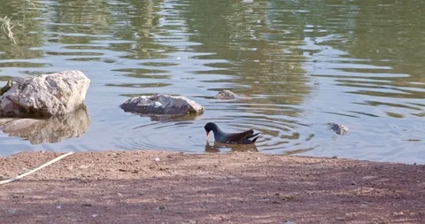 Bird Foraging in Shallow Water Stock Footage 120045219