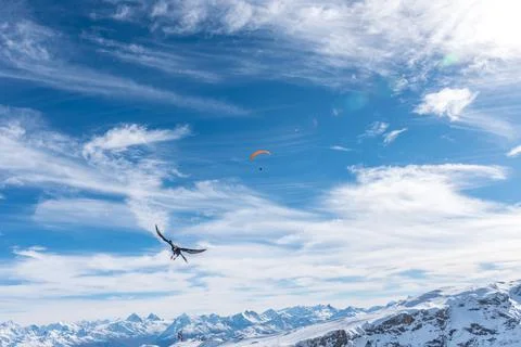 A bird in the foreground and a paraglider flying over the snowy mountains. Stock Photos