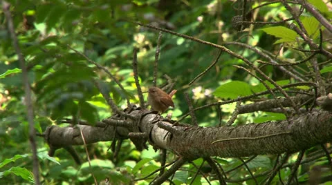 Bird in forest Stock Footage 25902379