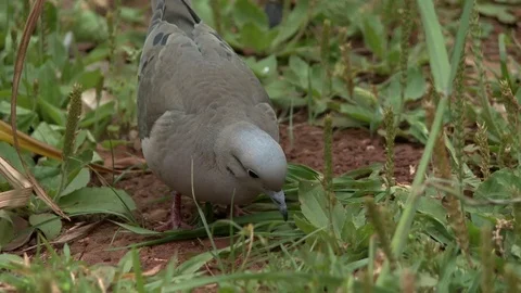 Bird in the forest Stock Footage 81053716