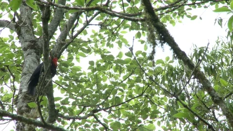 Bird in the forest 스톡 동영상 81419176