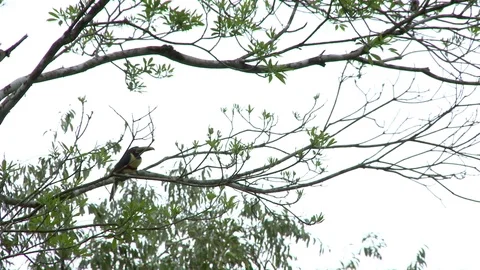 Bird in the forest Stock Footage 81419429