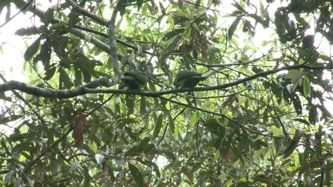 Bird in the forest Video stock 81419603