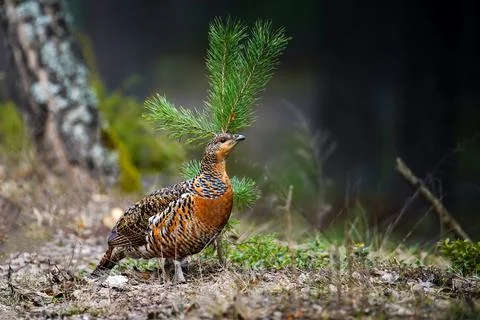 Bird in the forest Stock Photos