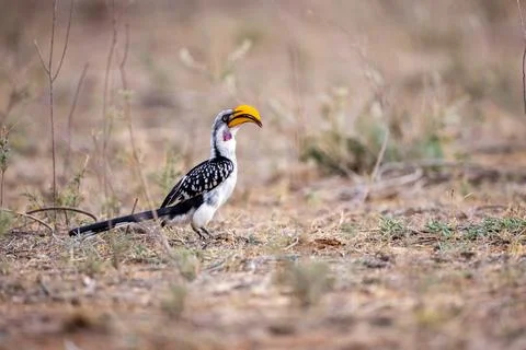 A bird in forest Stock Photos