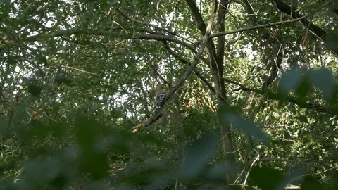Bird forest trees sunlight colorful woodpecker carpintero Stock Footage 120923357