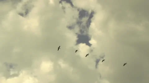 Bird formation in the clouds Video stock 23819827