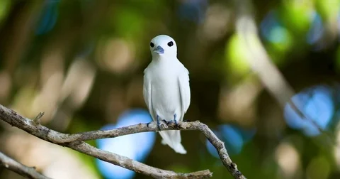 Bird in french polynesia Stock Footage 80132937