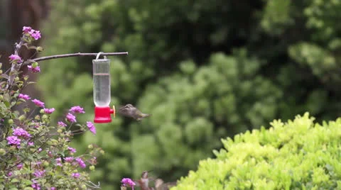 Bird Frenzy Stock-Footage 26387737
