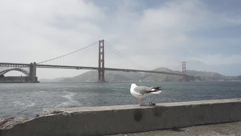 Bird in front of golden gate bridge Stock Footage 113897337