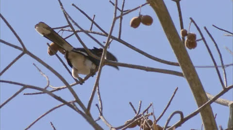 Bird in fruit tree. Niassa Reserve, Mozambique. Stock Footage 22866372