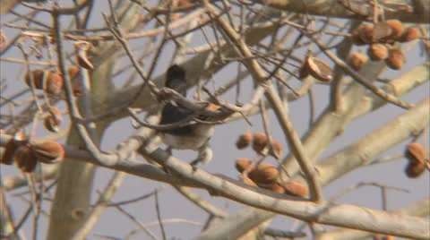 Bird in fruit tree. Niassa Reserve, Mozambique. Stock Footage 22868541
