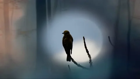Bird, full moon, blurry forest tree at night Stock Footage 160351048