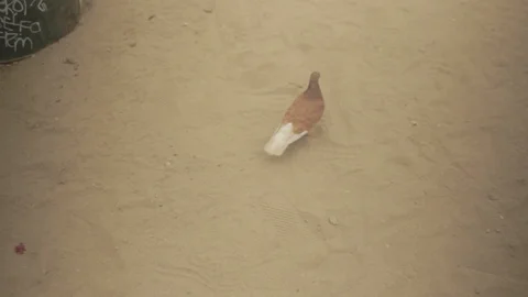 Bird fun - Venice Beach Stock-Footage 96417921