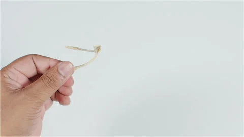 Bird Furcula Wishbone Stock-Footage 136277402