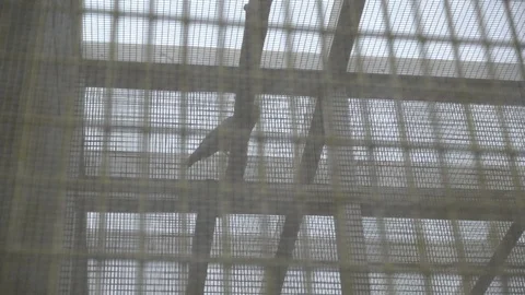 The bird in the gage Stock Footage 105431236