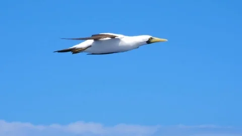 Bird (Gannet) flying high in the sky Stock Footage 72682933
