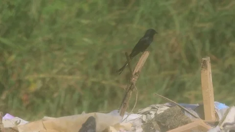 Bird at garbage dump Stock Footage 123042400