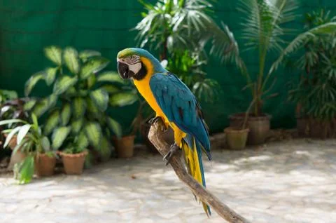 Bird in garden Stock Photos