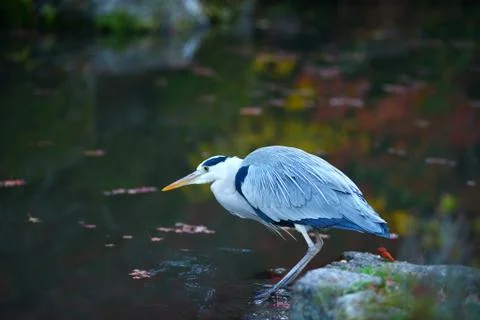 Bird in garden Stock Photos