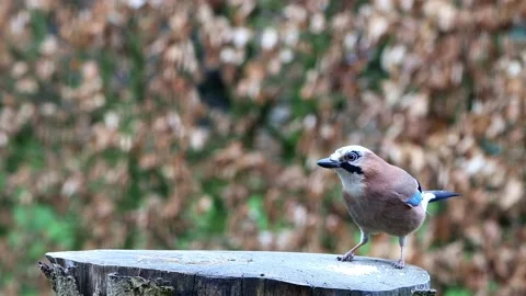 Bird Garrulus glandarius on a tree stump, Eurasian jay  Stock Footage 196962922