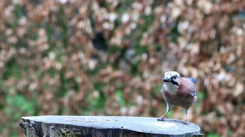 Bird Garrulus glandarius on a tree stump, Eurasian jay  Stock Footage 201613658