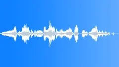 BIRD GEESE CHINESE HONK04 Sound Effect
