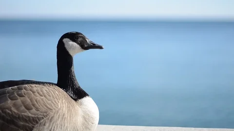 Bird Geese  Duck Video stock 129806972