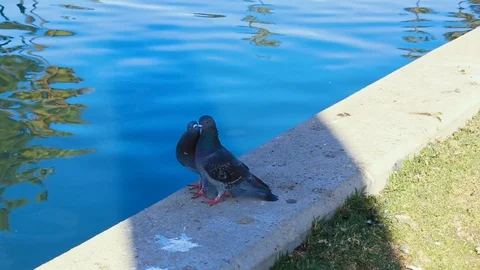 Bird gets rejected 스톡 동영상 85490340