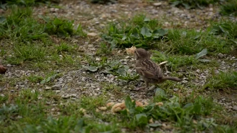Bird getting bread 5 seconds Video stock 158304899