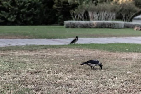 A bird getting fed at park - cold colors are dominant at this autumn shoot Fotos Stock