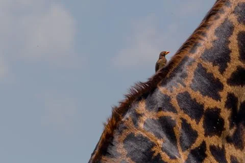 Bird on Giraffe Neck Stock Photos