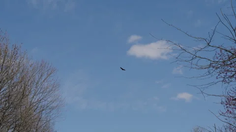 Bird gliding in the sky on a partly cloudy day Stock Footage 280286622