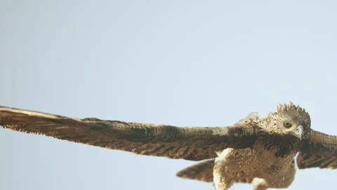 Bird gliding through the sky with wings spread wide over a clear background Vidéo 340231901