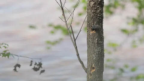 Bird going inside a tree with lake in background 스톡 동영상 128974979