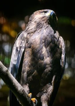 Bird Golden Eagle Stock Photos