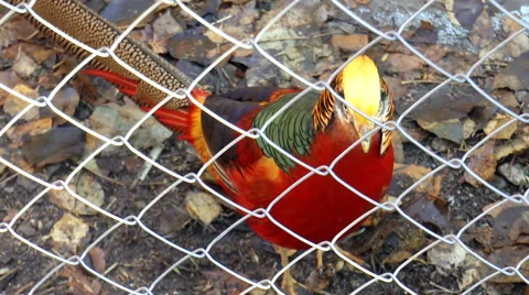 Bird, golden pheasant Stock Footage 43801256