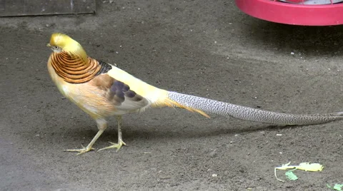 Bird, golden pheasant Stock Footage 43806403