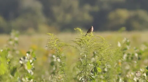 Bird on goldenrod Stockbeeldmateriaal 52999339