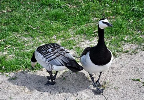 Bird goose Stock Photos