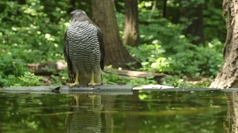 Bird Goshawk bathing in the forest pond Stock Footage 50769696