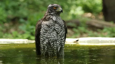 Bird Goshawk bathing in the forest pond Vídeos de archivo 50770811