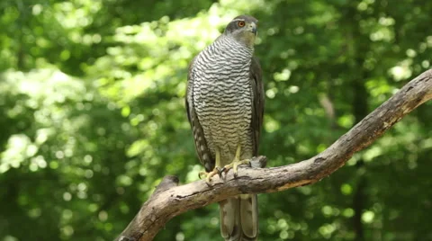Bird Goshawk landed on a forest tree before hunting 스톡 동영상 50769712