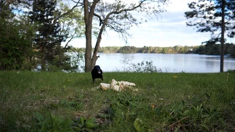 Bird grabs a large piece of bread then walks away. Video stock 94744739