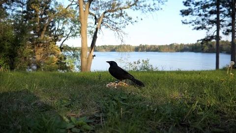 Bird grabs a nut from the lawn. Video stock 94744255